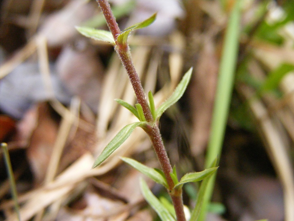 Phlox subulata